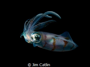 Reef squid by night by Jim Catlin 
